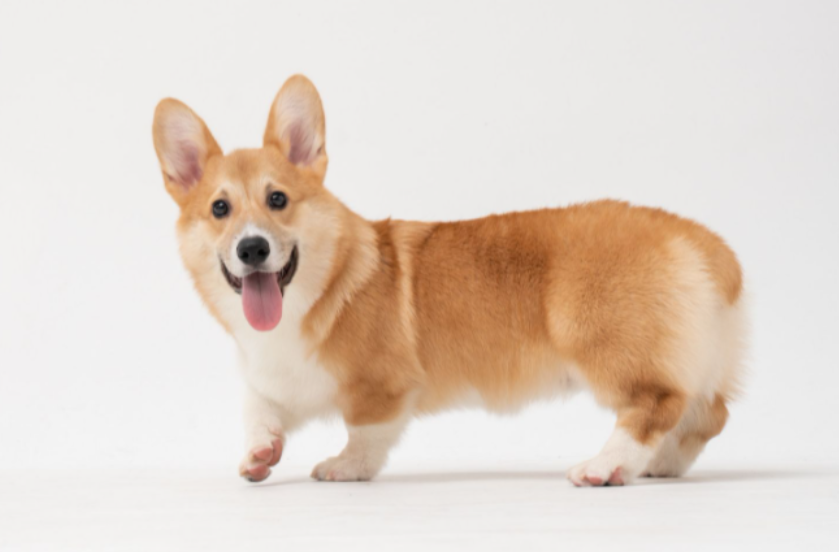 Corgi poseeraa